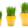 pots of grass
